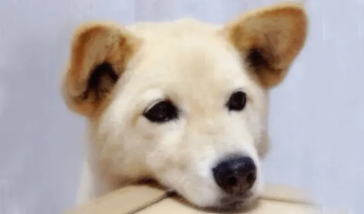 ワンちゃん写真